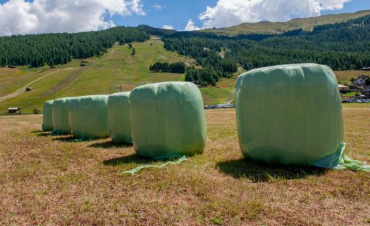 Blasstretchfolie für Silageballen , Agrarstretchfolie, 750 mm / 1500 m, grün, 25my 